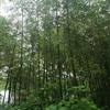 湖南郴州绿化竹类 楠竹，柿竹，钢竹