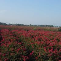 鄢陵县建设园林提供红花紫薇，嫁接红花紫薇，丛生紫薇