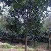 湖南湘西丹桂，1.5米以上分枝，量大从优！
