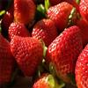 基地批发草莓苗 优质草莓苗品种 草莓苗价格 品种保证 价格优