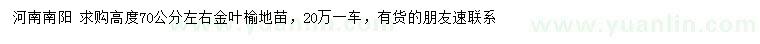 求购高度70公分左右金叶榆地苗