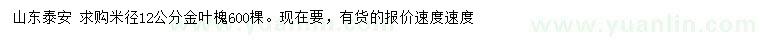 求购米径12公分金叶槐