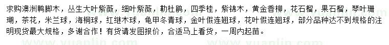 求购澳洲鸭脚木、丛生大叶紫薇、细叶紫薇等