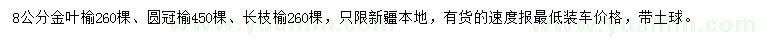 求购金叶榆、圆冠榆、长枝榆