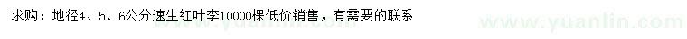 求购地径4、5、6公分速生红叶李