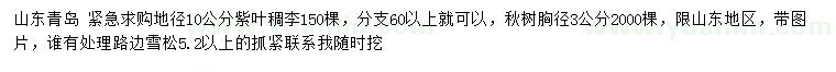 求购地径10公分紫叶稠李、胸径3公分楸树