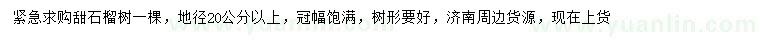 求购地径20公分以上甜石榴树