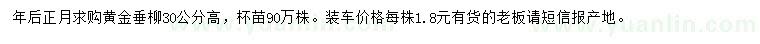 求购高30公分黄金垂柳