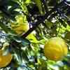 海口美兰供应优质柚子树