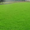 绿化草坪种子多少钱一斤