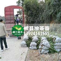 湘林油茶苗20公分轻基质容器苗