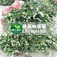 长林系列油茶苗15-20公分轻基质容器嫁接油茶苗