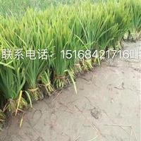 大量供应西伯利亚鸢尾 常绿水生鸢尾 常年供应各类水生植物