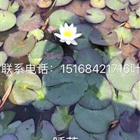 大量供应香菇草、铜钱草。粉黛乱子草。浙江*低价