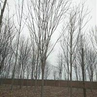 七叶树基地，批发大量8-15公分七叶树