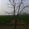 河南地区供应柿子树