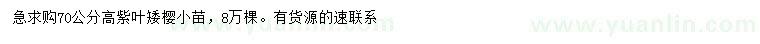 求购高70公分紫叶矮樱小苗