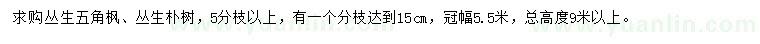 求购总高度9米以上丛生五角枫、丛生朴树