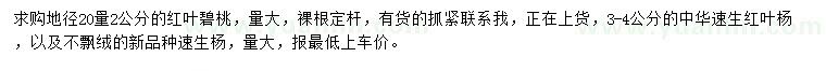 求购地径20量2公分红叶碧桃、3-4公分中华速生红叶杨