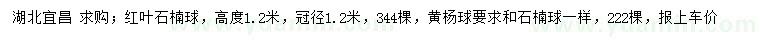 求购红叶石楠球、黄杨球、石楠球