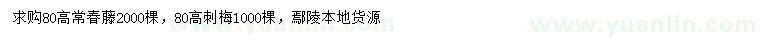 求购高80公分常春藤、刺梅