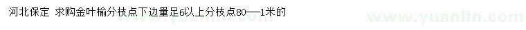 求购6公分以上金叶榆