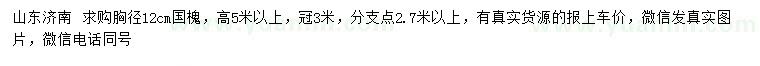 求购胸径12公分国槐