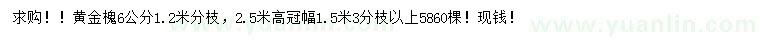 求购6公分黄金槐