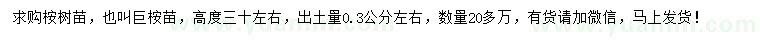 求购高30公分桉树苗