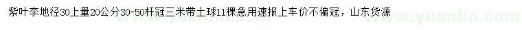 求购地径30上量20公分紫叶李