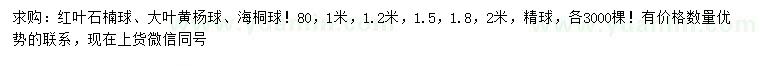 求购红叶石楠球、大叶黄杨球、海桐球