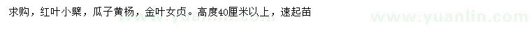 求购红叶小檗、瓜子黄杨、金叶女贞