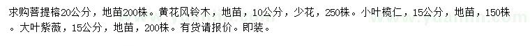 求购菩提榕、黄花风铃木、小叶榄仁等