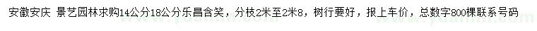 求购14、18公分乐昌含笑