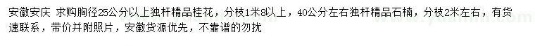 求购胸径25公分以上独杆精品桂花、40公分左右独杆精品石楠