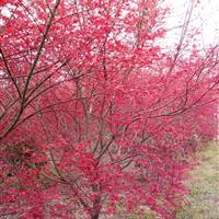 日本红枫 基地直销 道路公园庭院绿化风景树植物