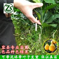 沙田柚苗 红心蜜柚三红蜜柚南方果树苗庭院种植容县众顺农业