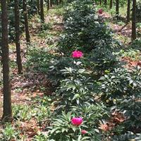 河南东润农林芍药种植基地，百亩芍药基地等你来