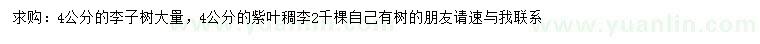 求购4公分李子树、紫叶稠李