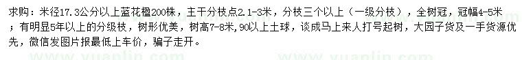 求购米径17.3公分以上蓝花楹