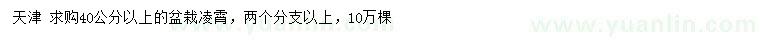 求购40公分以上凌霄