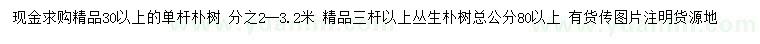 求购30公分以上单杆朴树、总公分80公分以上丛生朴树