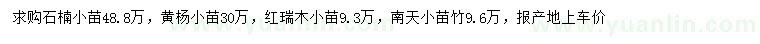 求购石楠小苗、黄杨小苗、红瑞木小苗等