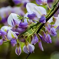 日本多花紫藤和科罗拉多蓝杉树种对比简介