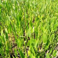 梭鱼草 湿地水生植物 基地直销 量大价优