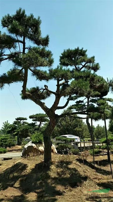 河南鄢陵供應2-6米高迎客松基地_種植廠家_產地報價單_河南鄢陵百順