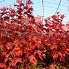 美国红枫树 彩叶树种之王—十月光辉 红花槭品种 
