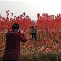 美国红枫基地 从美国红枫市场来纵观彩叶树的市场情况