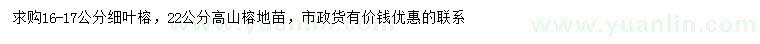 求购16-17公分细叶榕、22公分高山榕