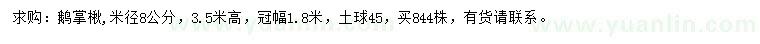 求购米径8公分鹅掌楸